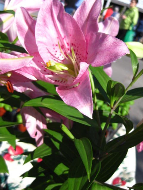 img_0796 img_0796