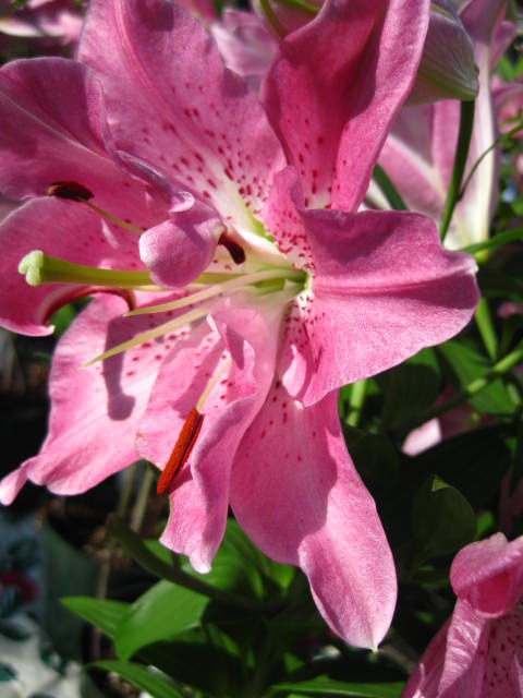 img_0797 img_0797
