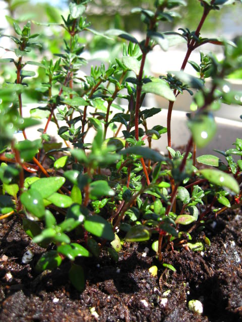 img_0815 img_0815