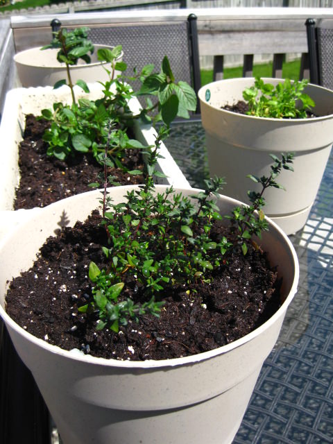 img_0816 img_0816