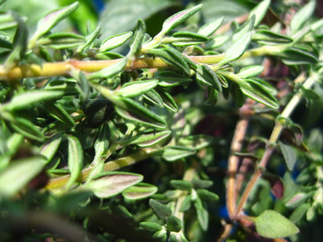 IMG_1828 IMG_1828