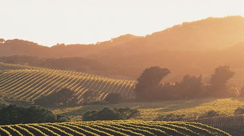 napa_valley