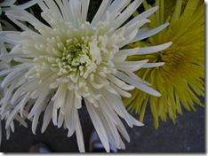 IMG_8058