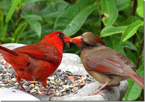 cardinals