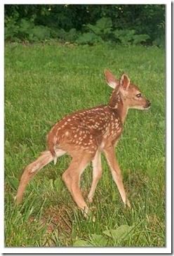 Bambi