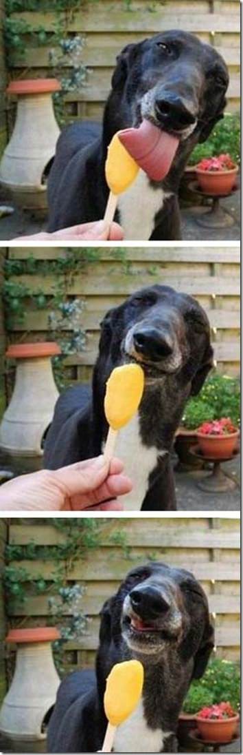 Dogpopsicle