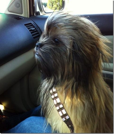 Ewok