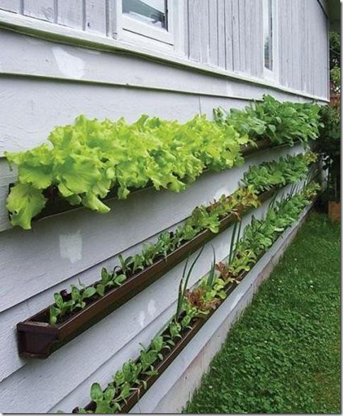 LettuceBasket