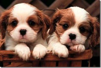 Puppies
