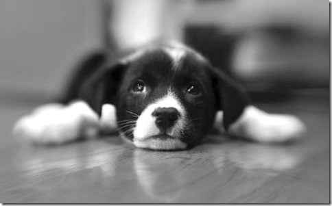 Puppy
