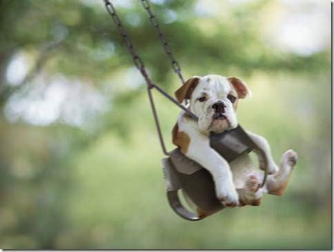 Swinging-bulldog