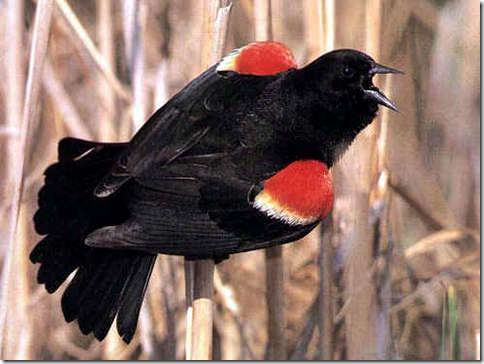 bird