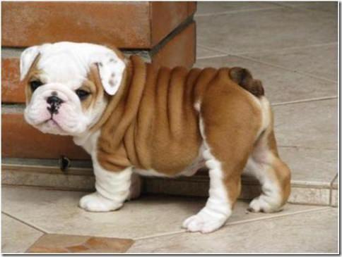 bulldogpuppy