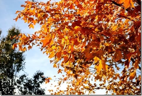 fall