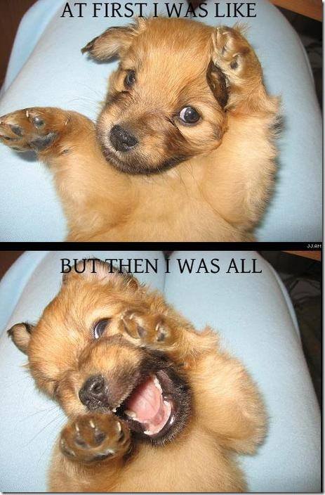 funnypuppy