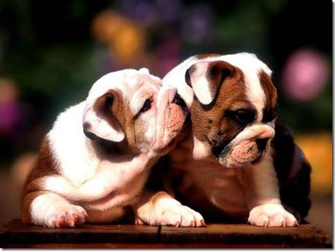 kissing_bulldogs-1407