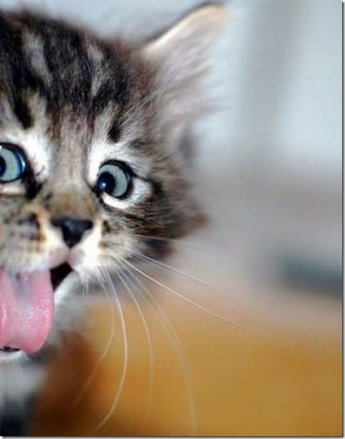 kitten