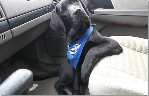 restingdog