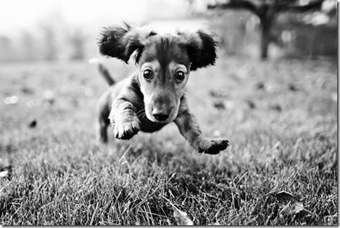 runningpuppy