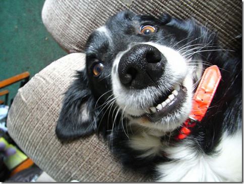 smilingdog