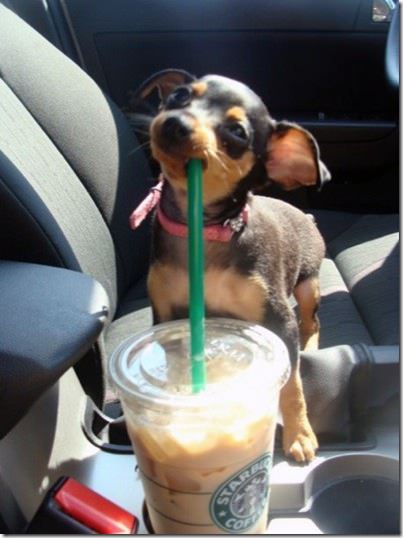starbuckspuppy
