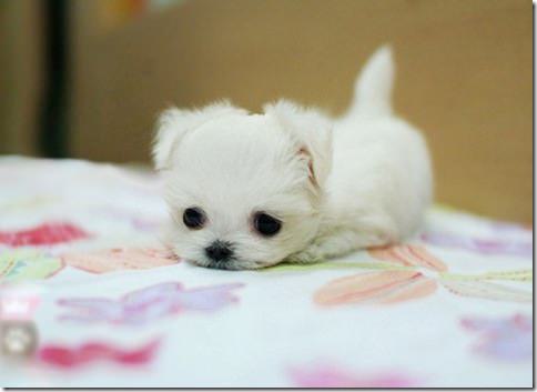 whitepuppy