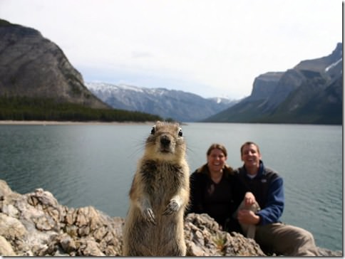 squirrel