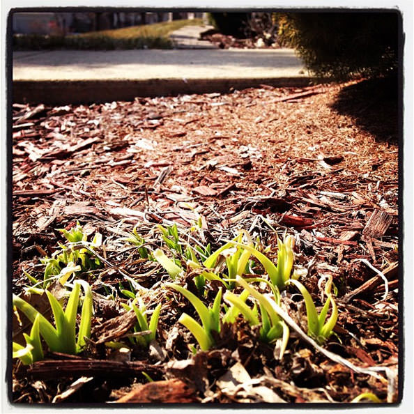 Spring
