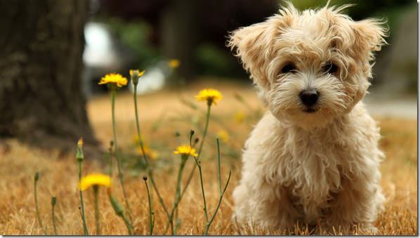 puppy_in_the_field