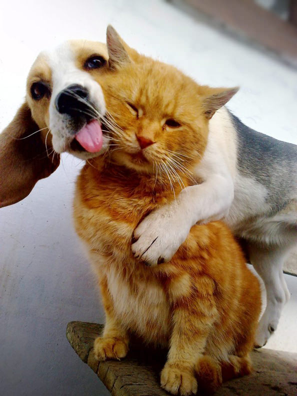 dog-kitty-best-friends_mini
