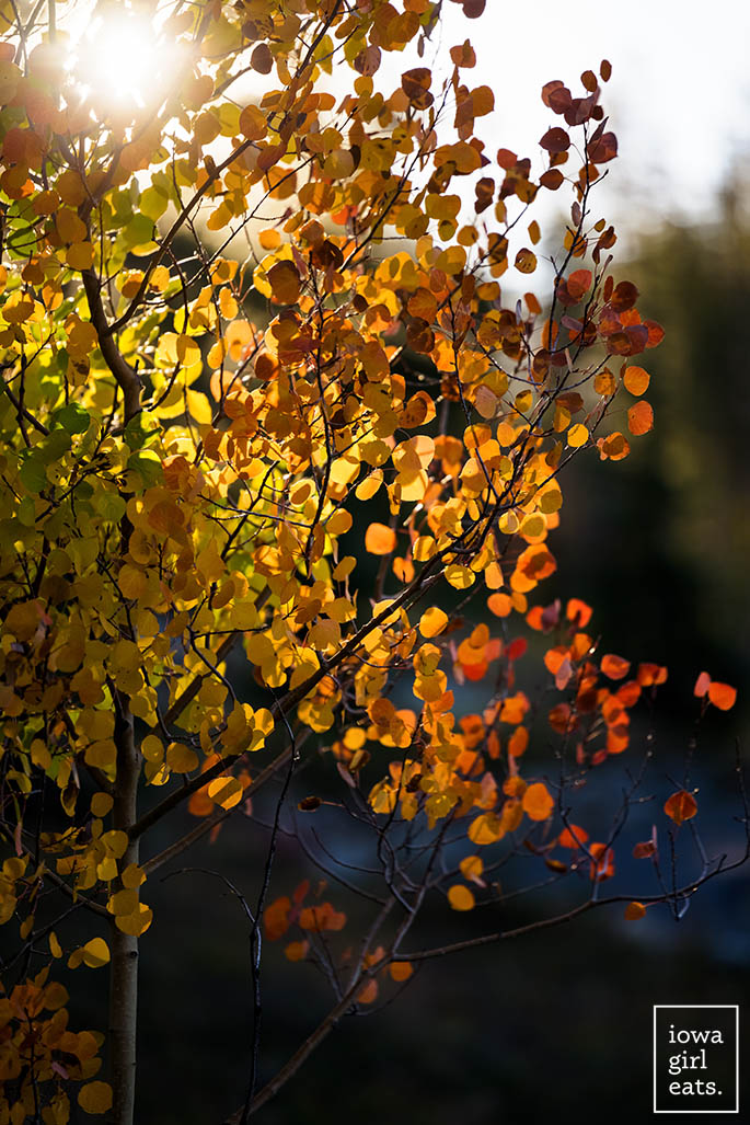 Álamo temblón que cambia de color en otoño