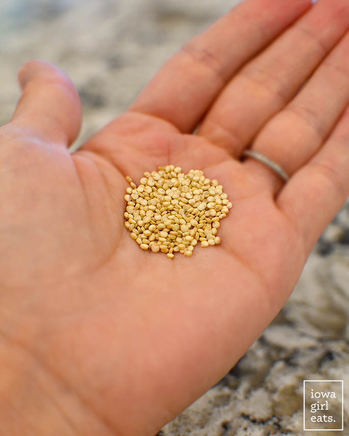 a hand holding uncooked quinoa